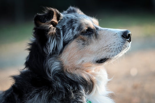 Comment reconnaître la douleur chez mon chien ?
