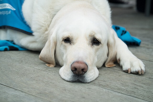 Assurer mon chien, pour le meilleur ou pour le pire?