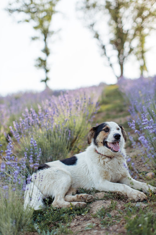 Les léchouilles du chien