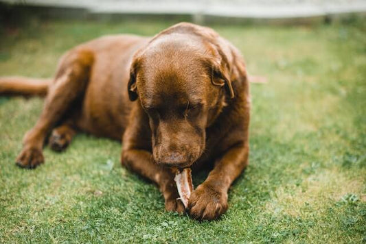 Gérer les Grognements pendant l'Heure du Repas : Conseils de Dressage pour Chiots et Chiens