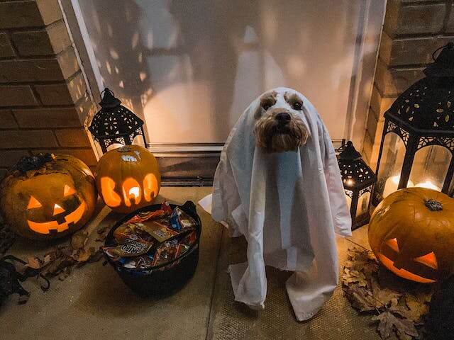 Célébrer un Halloween Adapté aux Chiens