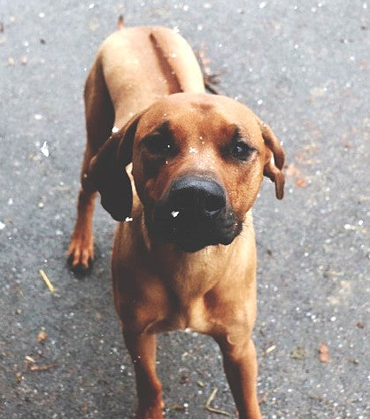 Zoom sur le Rhodesian Ridgeback